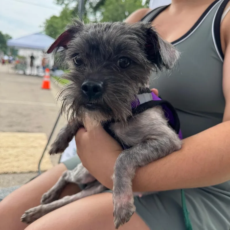 An adult small-sized female Gray / Blue / Silver Yorkshire Terrier dog named Nora for adoption in Farmersville, OH