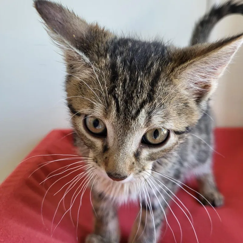 A baby small-sized female Brown / Chocolate Domestic Short Hair cat named Singing for adoption in Kanab, UT