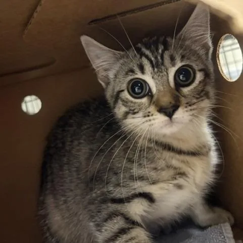 A baby small-sized female Black Domestic Short Hair cat named Lily for adoption in Novelty, OH