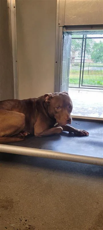 An adult medium-sized female Mixed Breed dog named Cactus for adoption in West Chester, PA