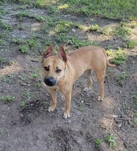 A young medium-sized female Labrador Retriever dog named Kapriee for adoption in Houston, TX
