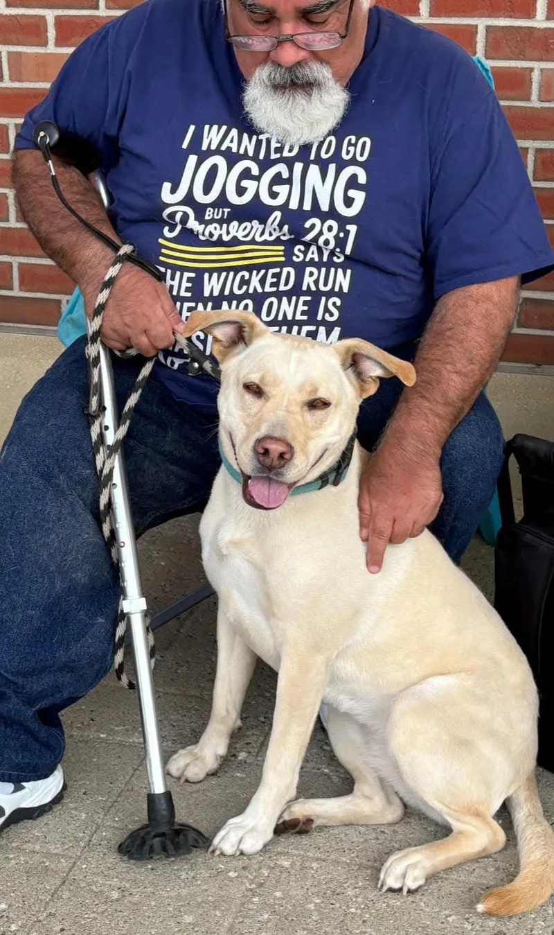 An adult medium-sized female Apricot / Beige Yellow Labrador Retriever dog named Sunny for adoption in Sioux City, IA