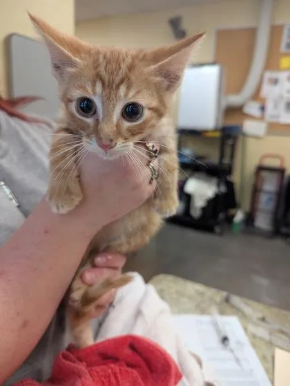 A baby small-sized male Domestic Short Hair cat named Dash for adoption in Independence, MO