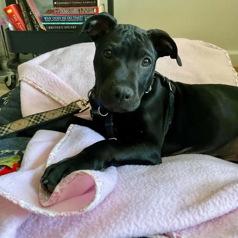 A baby medium-sized male Black Mixed Breed dog named Kip for adoption in Valley Stream, NY