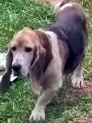 An adult medium-sized female Basset Hound dog named Lacy for adoption in Mays Landing, NJ