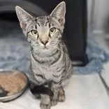 A baby medium-sized female Tabby (Gray / Blue / Silver) Domestic Short Hair cat named Maggie for adoption in Santa Cruz, CA