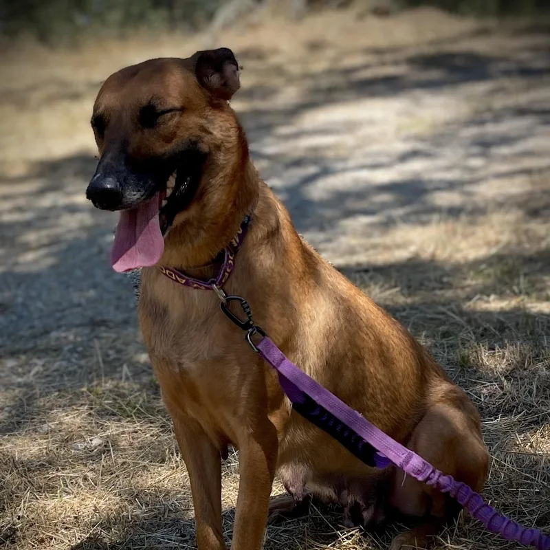 An adult medium-sized female Belgian Shepherd / Malinois dog named Peggy for adoption in San Andreas, CA