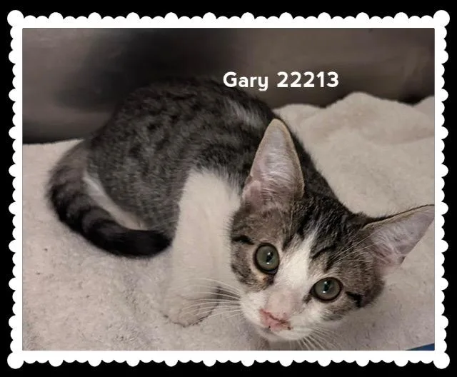 A baby medium-sized male Gray & White Domestic Short Hair cat named Gary for adoption in Marietta, GA
