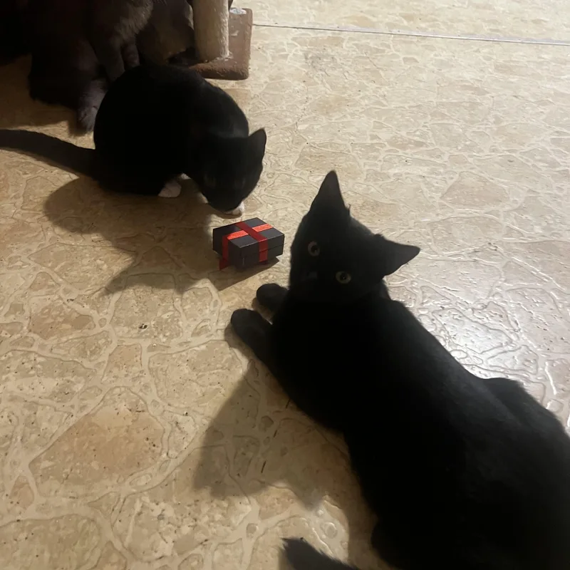 A baby medium-sized male Black Domestic Short Hair cat named Loki for adoption in Houston, TX