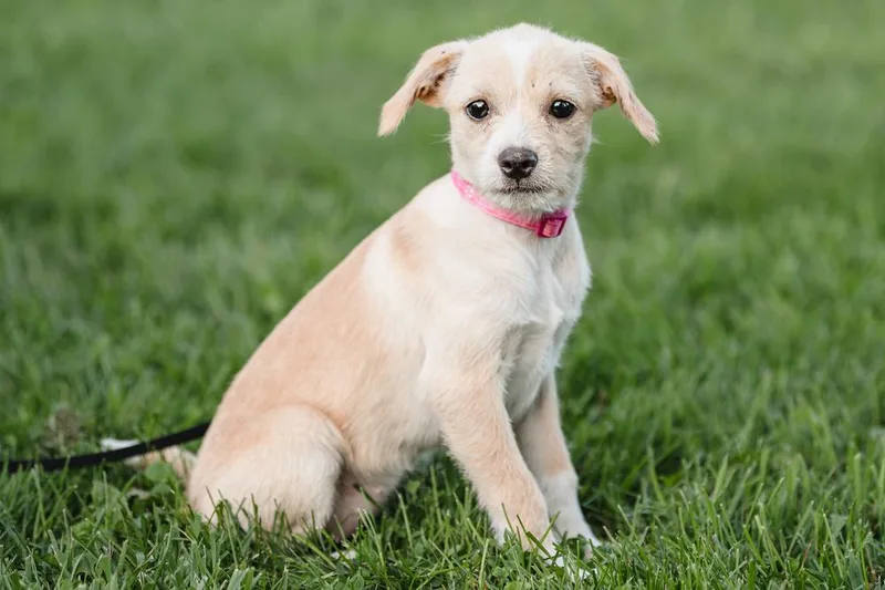 A baby small-sized female Terrier dog named Alberta for adoption in Waunakee, WI
