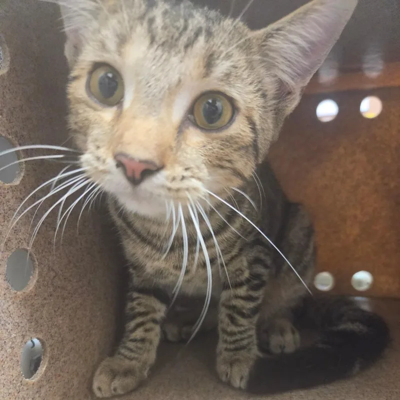 A young medium-sized male American Shorthair cat named Mudd for adoption in Birmingham, AL