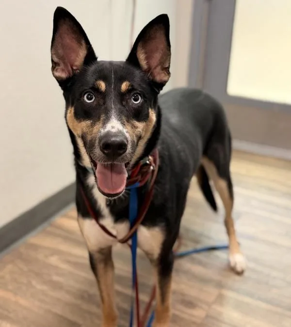 A young medium-sized male Siberian Husky dog named Kobe for adoption in San Diego, CA