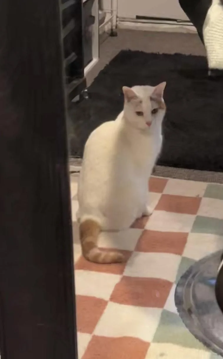 Champagne thumbnail 3