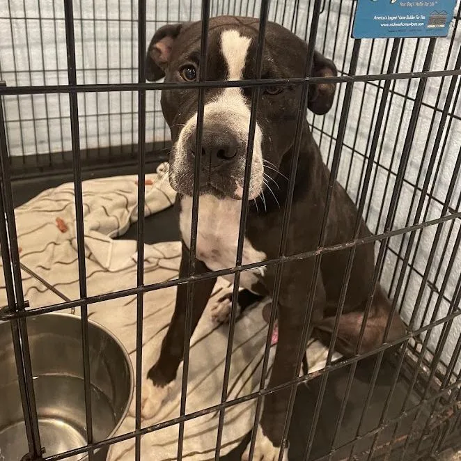 An adult large-sized male Brown / Chocolate Mixed Breed dog named D for adoption in Port Charlotte, FL