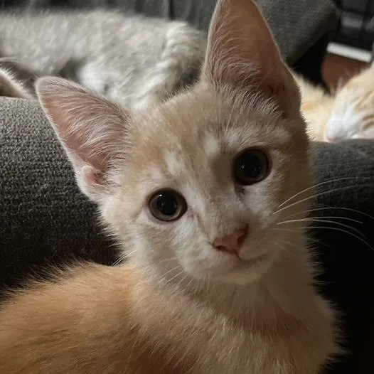 A baby small-sized female Buff / Tan / Fawn Domestic Short Hair cat named Pearl  In Baltimore for adoption in Alexandria, VA