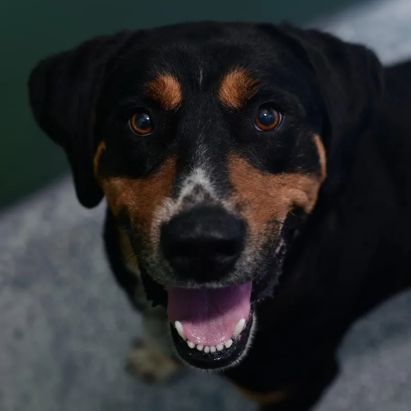 An adult large-sized male Black Hound dog named Piston for adoption in Emporia, KS