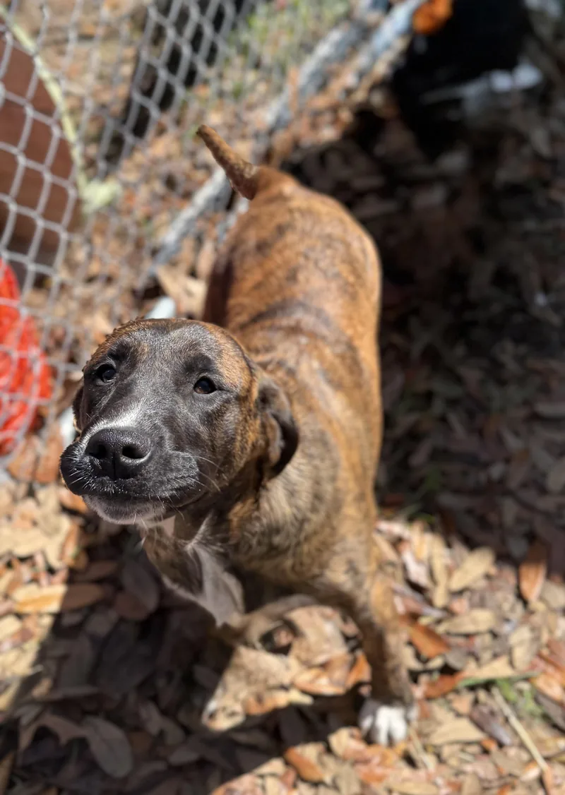 Joe Diffie thumbnail 2