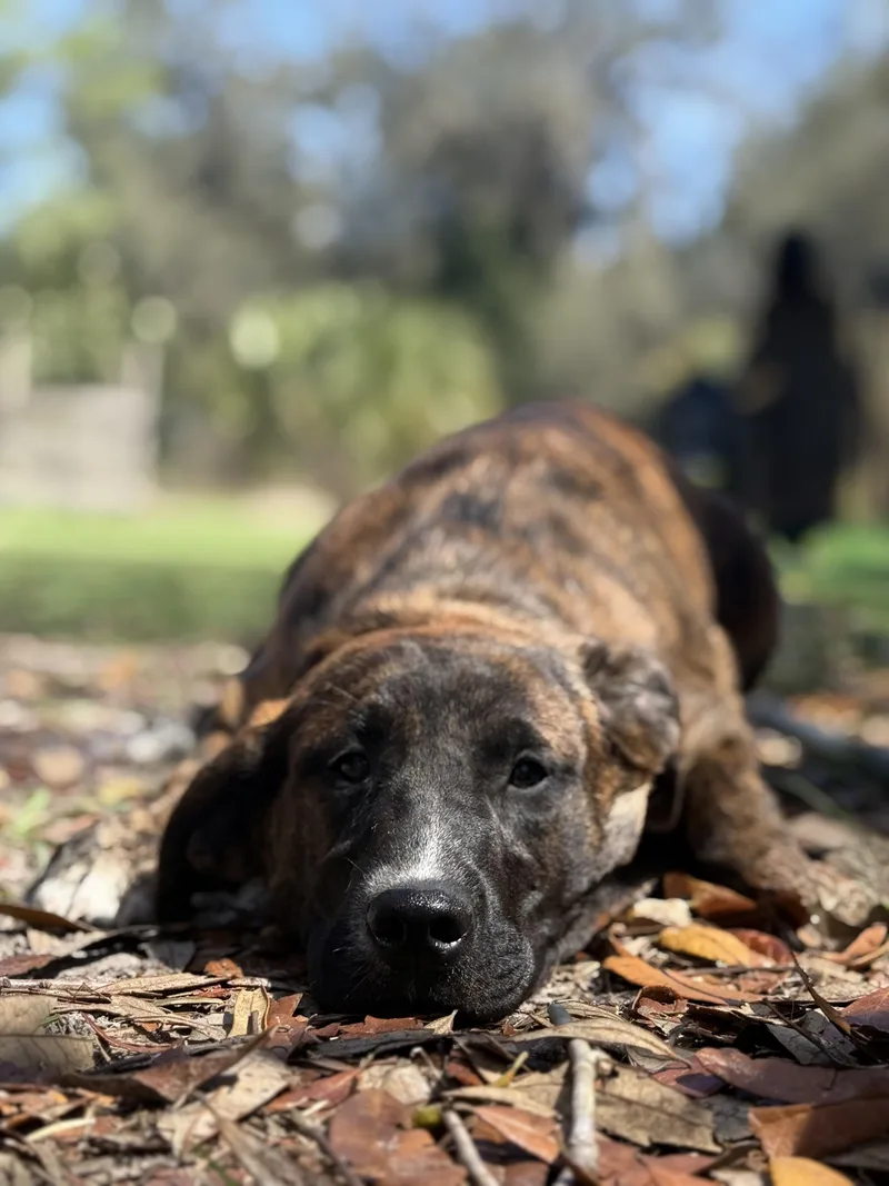 Joe Diffie thumbnail 3