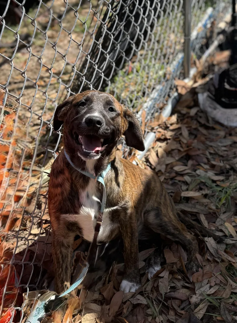 Joe Diffie thumbnail 4