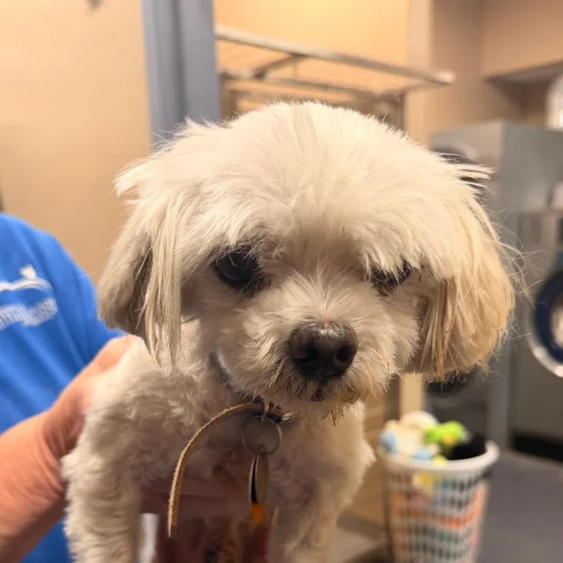 A senior small-sized male Maltese dog named PM Larry for adoption in Port Washington, NY