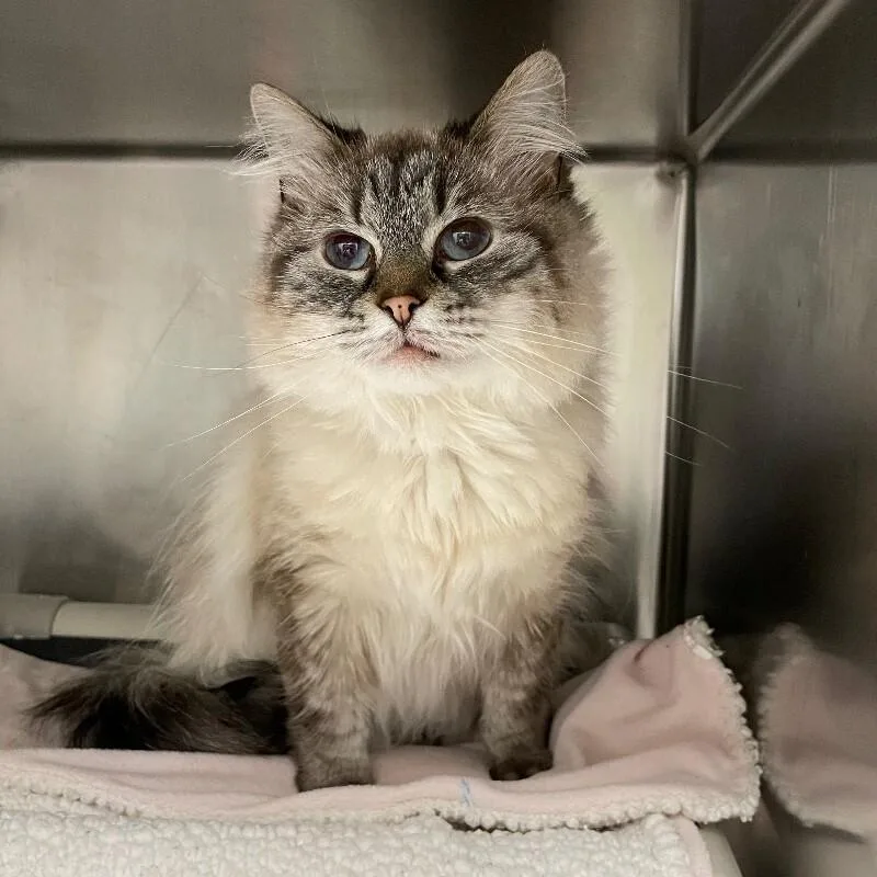 An adult medium-sized female Domestic Long Hair cat named Abigail for adoption in Roanoke, VA