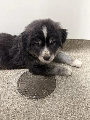 A baby small-sized female Golden Retriever dog named Rosalia for adoption in Pequot Lakes, MN