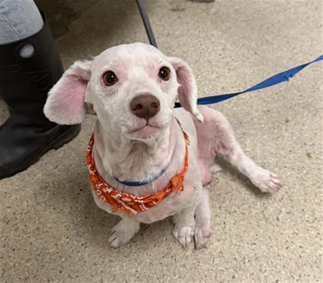 A young small-sized male Poodle dog named Bashful for adoption in Bakersfield, CA