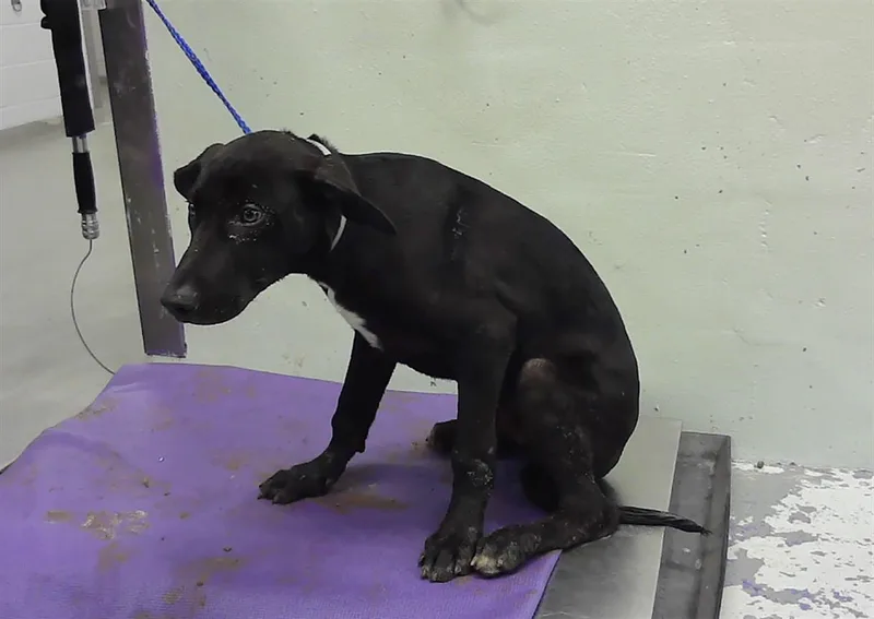 A baby small-sized male Labrador Retriever dog named Sultan for adoption in Houston, TX