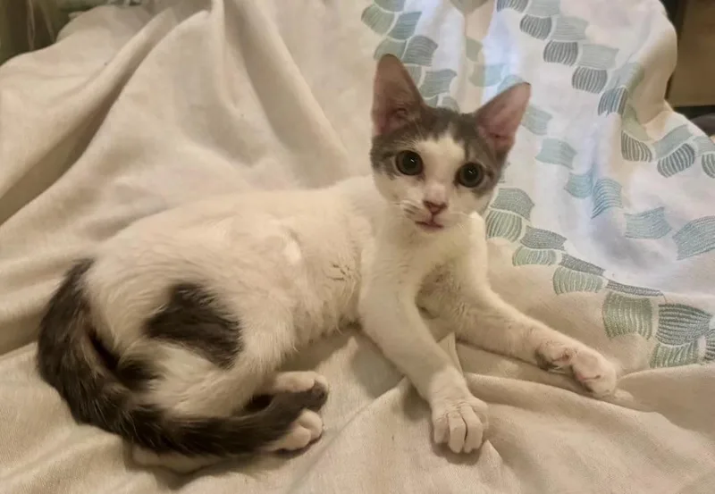 A baby medium-sized male White Tabby cat named Bucky for adoption in Churchville, PA