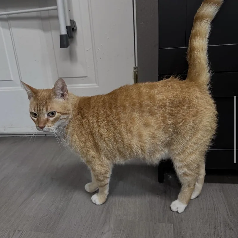 An adult medium-sized male Tabby (Orange / Red) Domestic Short Hair cat named Jangles for adoption in Renton , WA