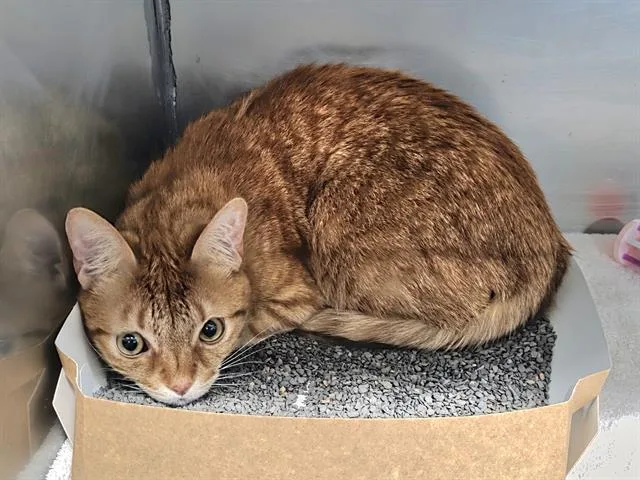 An adult small-sized male Domestic Short Hair cat named Binx for adoption in Panama City, FL