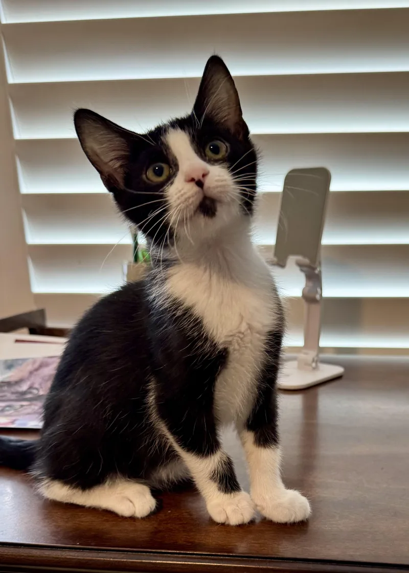 A baby medium-sized male Domestic Short Hair cat named Gatsby for adoption in Collierville, TN