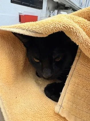 A young small-sized male Domestic Short Hair cat named Hermes for adoption in Seattle, WA