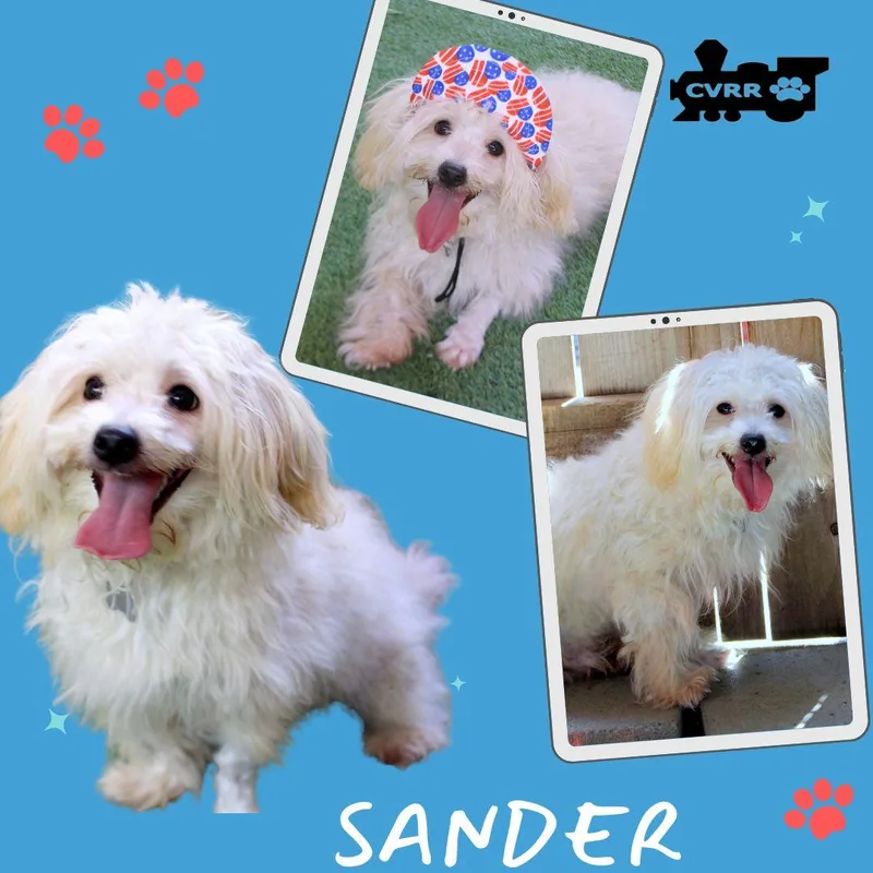 Sander