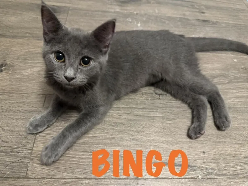 A baby small-sized female Gray / Blue / Silver Domestic Short Hair cat named Bingo for adoption in West Mifflin, PA