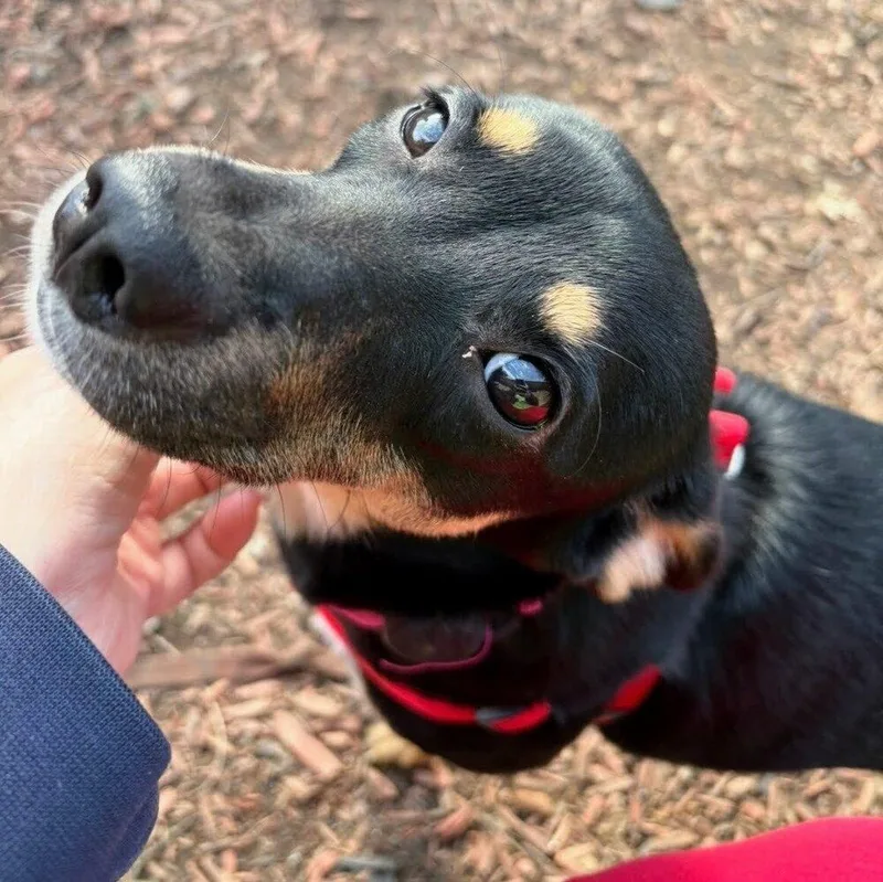 A young medium-sized female Tricolor (Brown, Black, & White) Mixed Breed dog named Vanessa for adoption in Reynoldsburg, OH