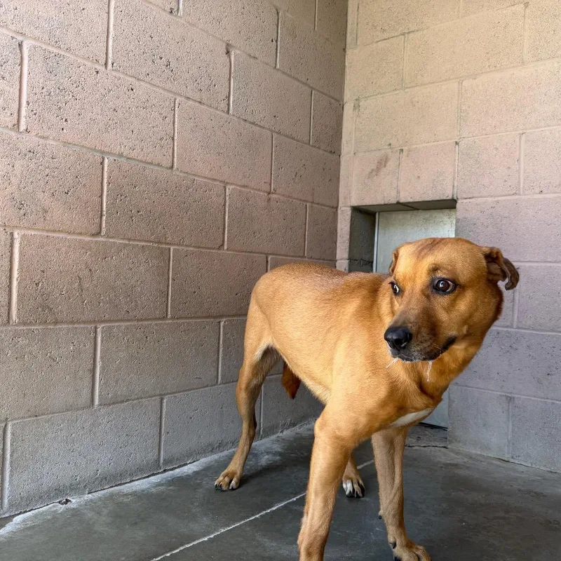 An adult medium-sized female Yellow / Tan / Blond / Fawn Labrador Retriever dog named Matcha for adoption in Yuma, AZ