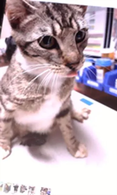 A young medium-sized female Domestic Short Hair cat named Riley for adoption in Statesville, NC