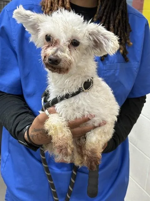 A senior small-sized male Poodle dog named Edmund for adoption in Upper Marlboro, MD
