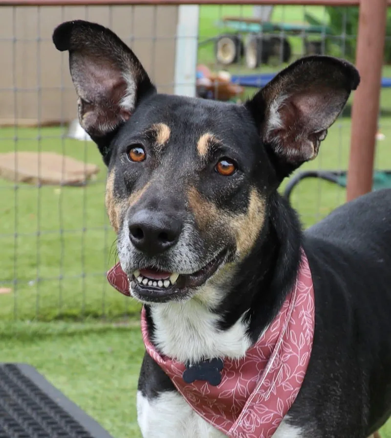 An adult medium-sized female Shepherd dog named Princess for adoption in Southlake, TX