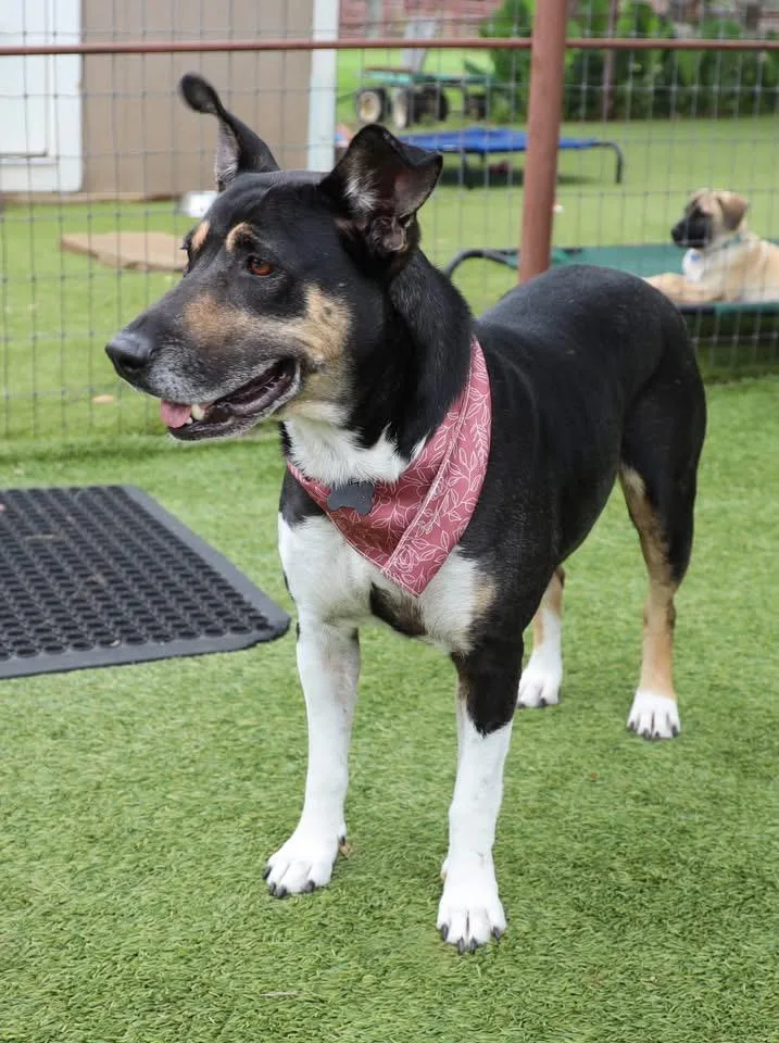 Princess thumbnail 4