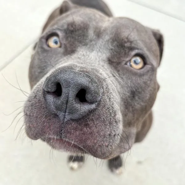 An adult large-sized male Terrier dog named Gonzo for adoption in Des Moines, IA