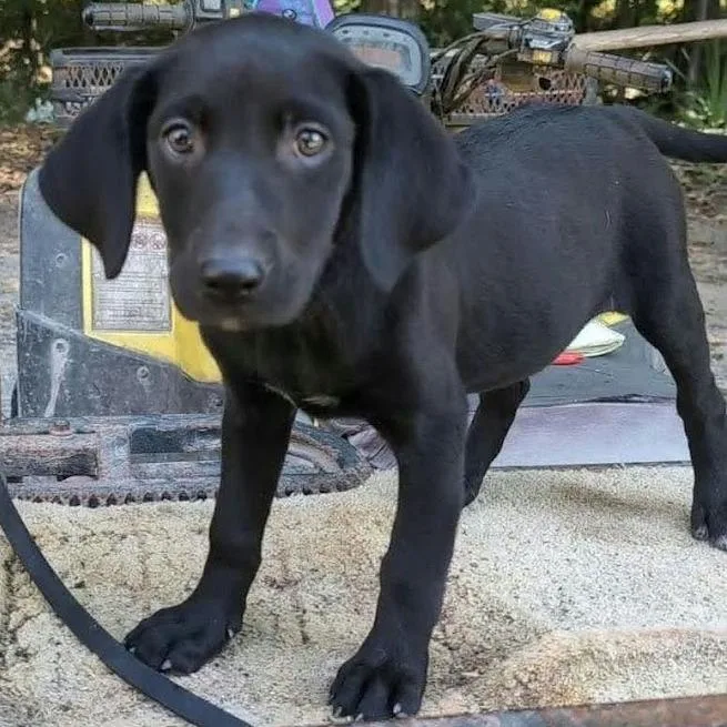 A baby small-sized male Black Labrador Retriever dog named Boudin for adoption in South Elgin, IL
