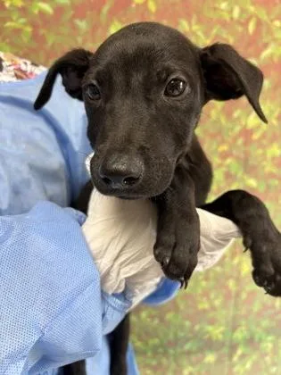 A young small-sized male Shepherd dog named Mbaku for adoption in San Antonio, TX