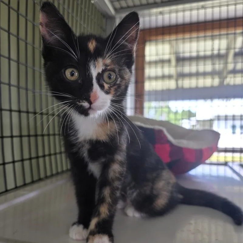 A baby small-sized female Calico American Shorthair cat named Siku for adoption in Freeport, FL
