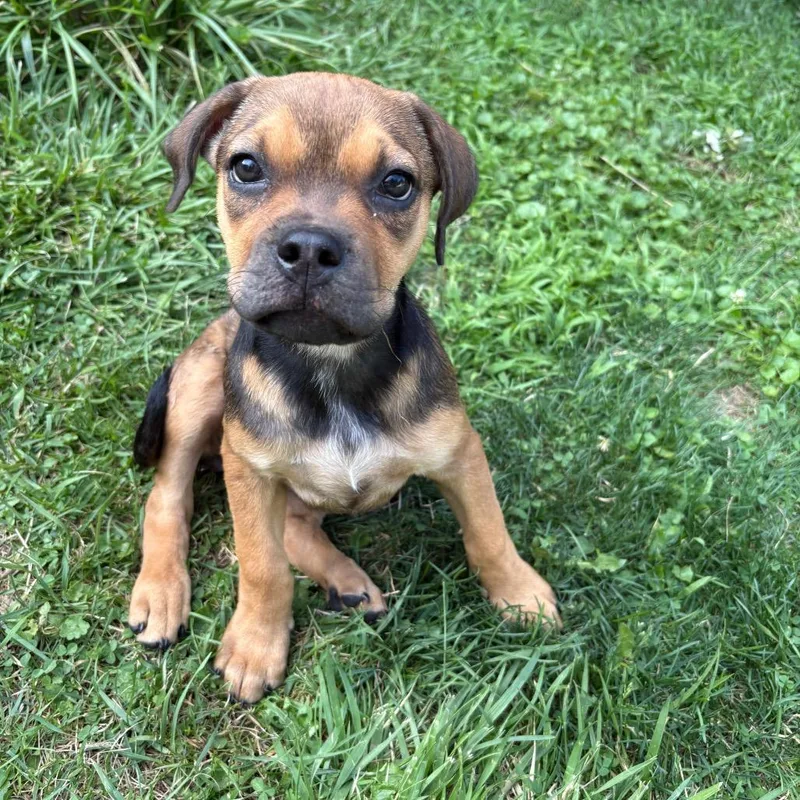 A baby large-sized female Black American Staffordshire Terrier dog named Daisy for adoption in Ferndale, MI
