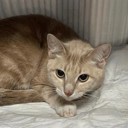 A young medium-sized female Orange / Red Domestic Short Hair cat named Judy for adoption in Houston, TX