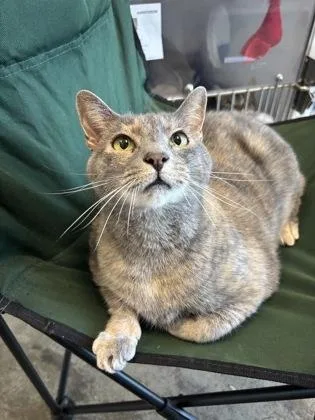 An adult small-sized female Domestic Short Hair cat named Cate for adoption in Manteo, NC