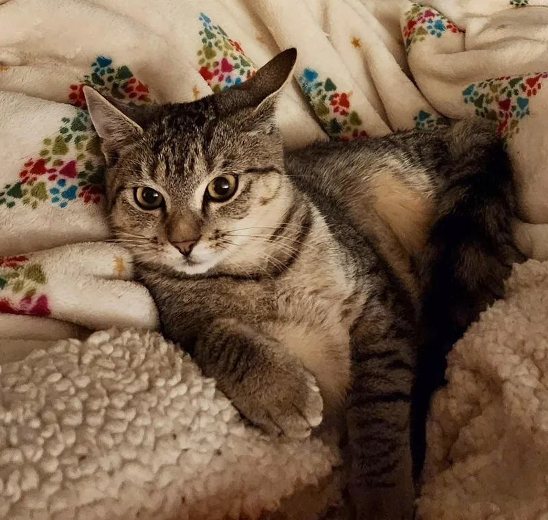 A baby medium-sized female Tabby cat named Idren for adoption in Tallahassee, FL