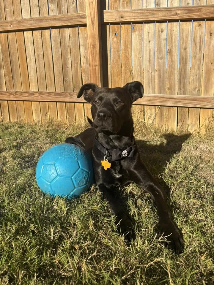 A young medium-sized male Black Labrador Retriever dog named Moe for adoption in Pflugerville, TX